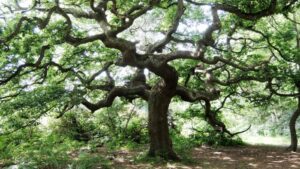 How To Grow Oak Saplings Best Tips And Tricks