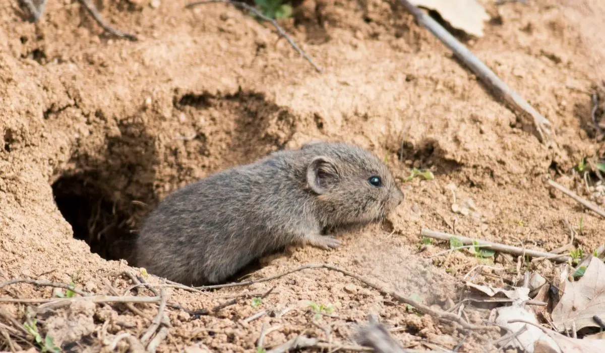 8 Fastest Ways On How To Get Rid Of Voles
