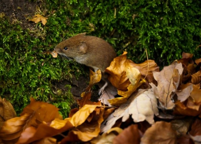 What is the best repellent for voles