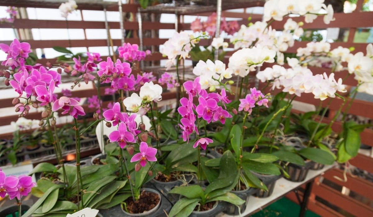 A Guide On How To Choose An Orchid Pot 