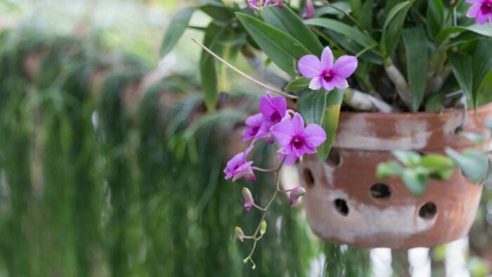 orchids in pots