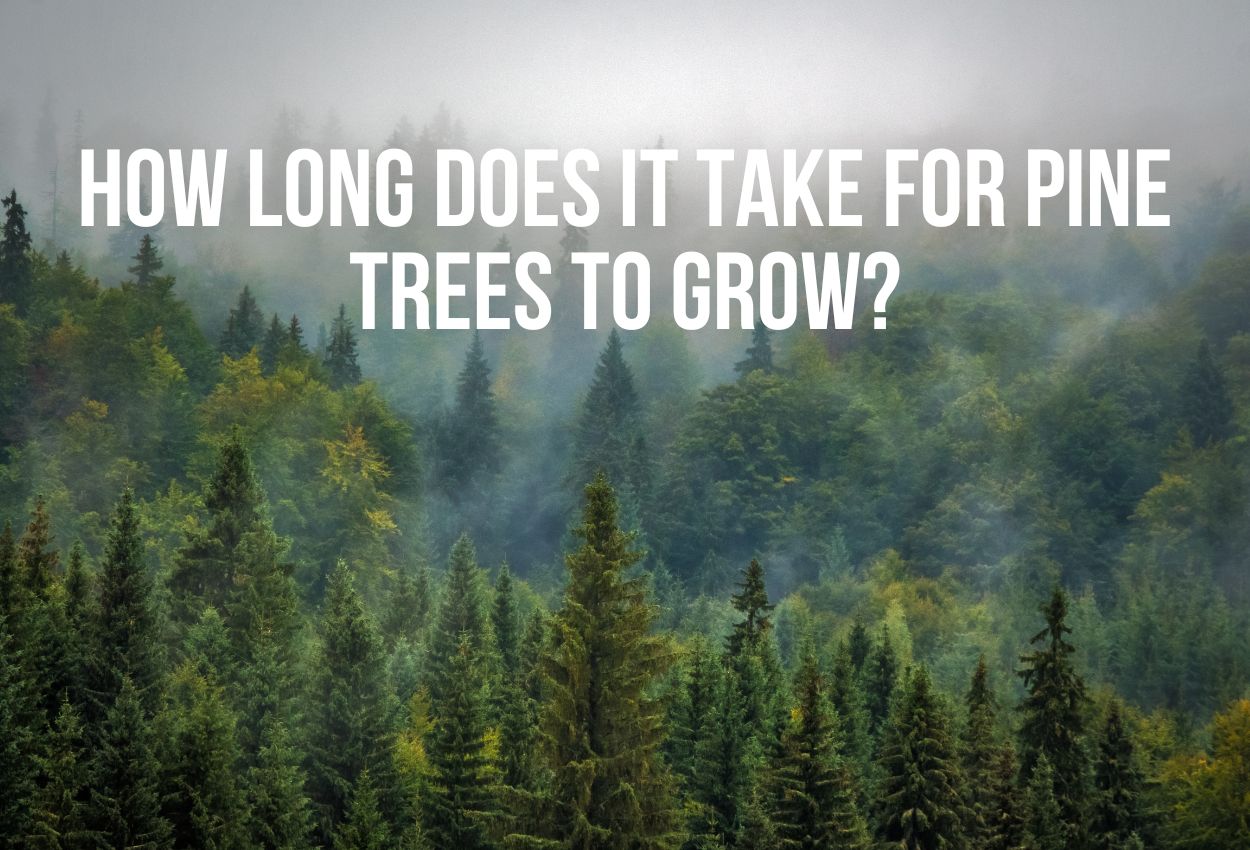 How Long Does It Take For Pine Trees To Grow