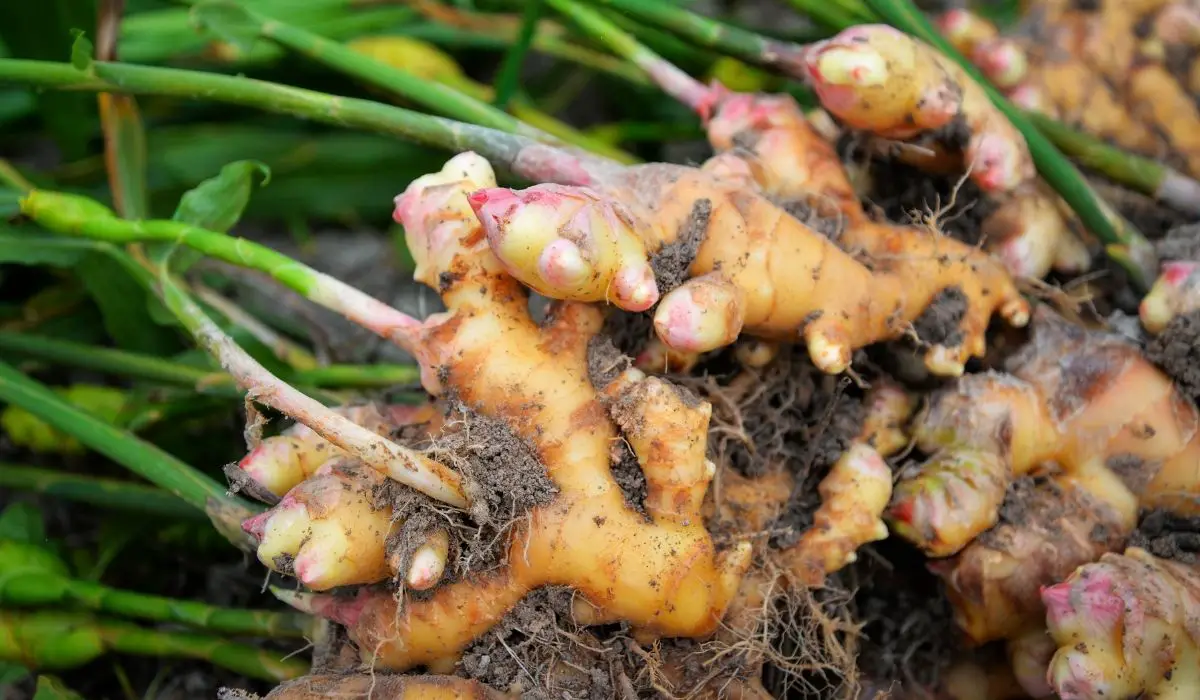How To Grow Ginger In Cold Climates