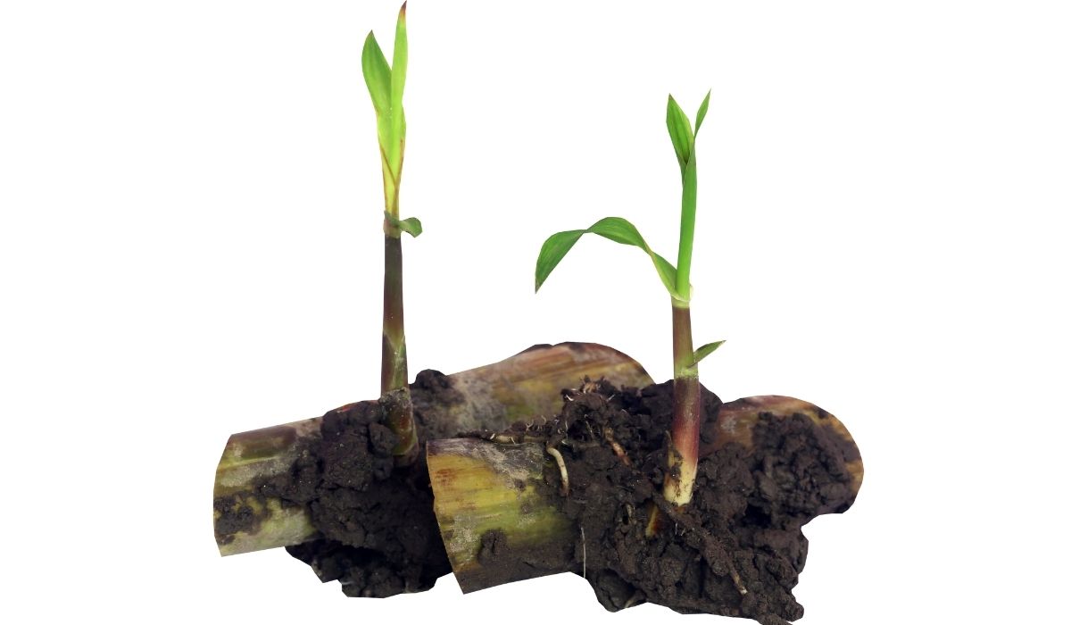 How to Make Sugarcane Grow Faster 4 super hepfull steps