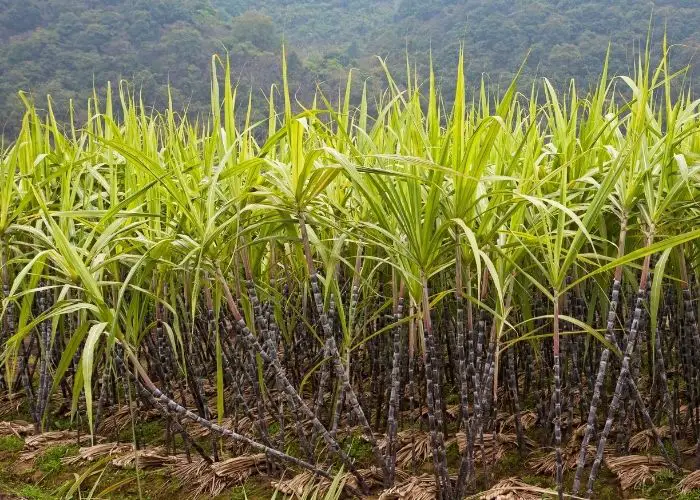 What helps sugar cane grow