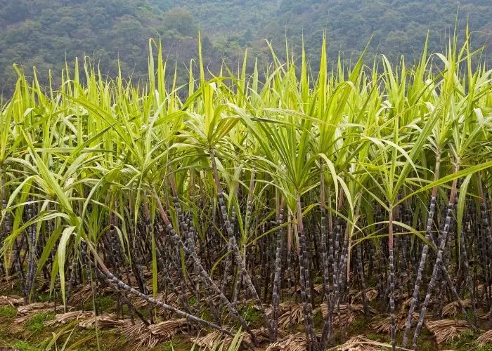 How to Make Sugarcane Grow Faster Frequently Asked Questions!