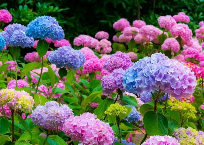 What is the best time to fertilize hydrangeas