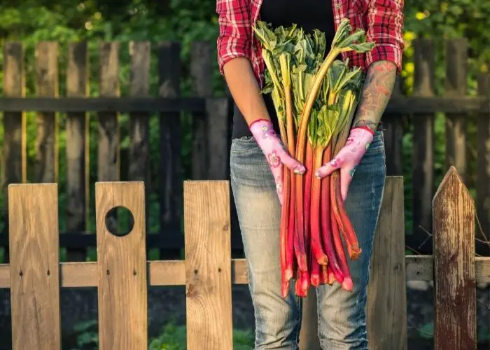 Why does my rhubarb have such skinny stalks