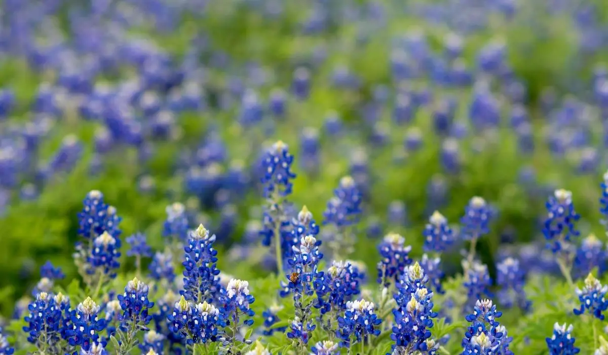 12 Best Landscape Plants For North Texas
