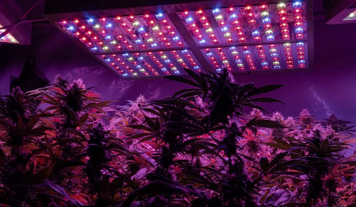 A Guide On How Long To Leave Grow Lights On