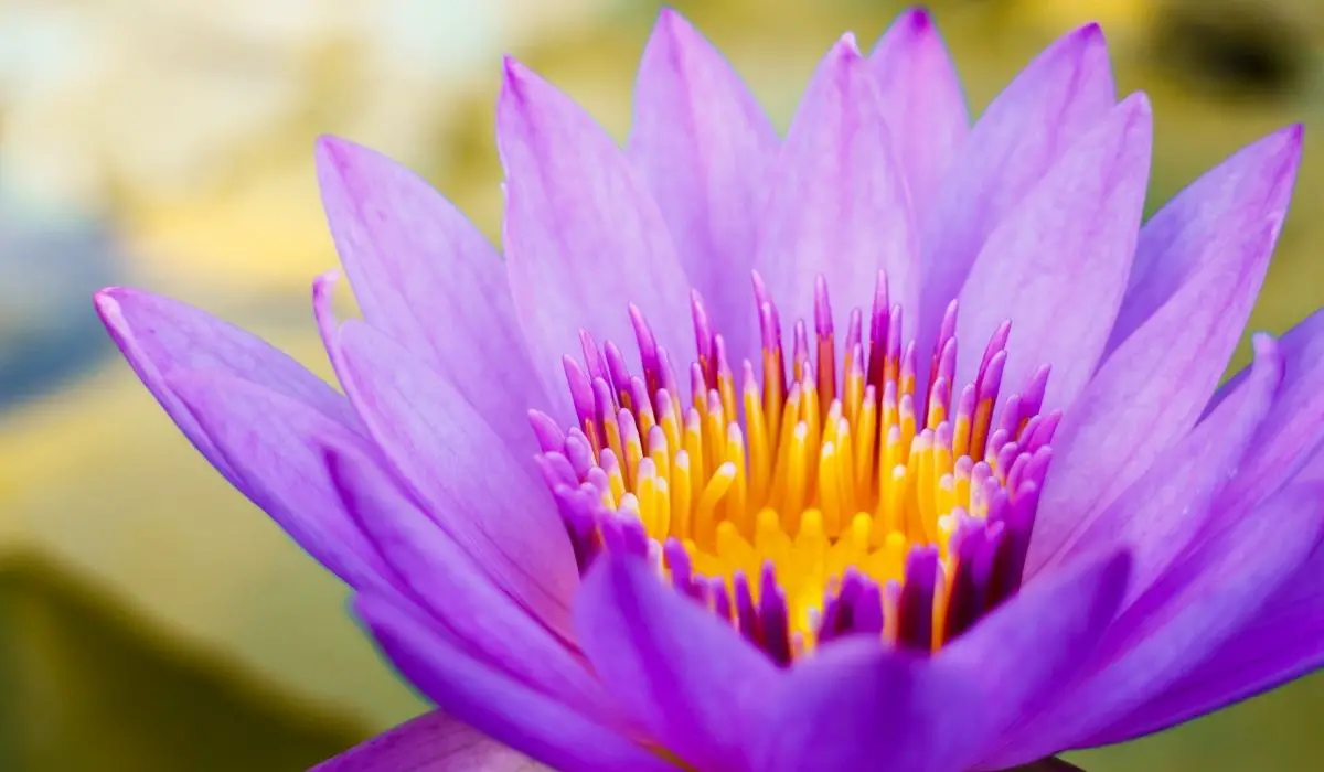 A Guide On How To Grow A Lotus Flower Indoors