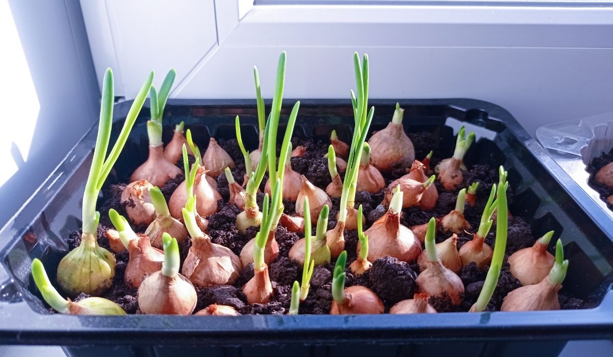 A Guide On How To Grow Onions in Texas 11 Step-by-step tips