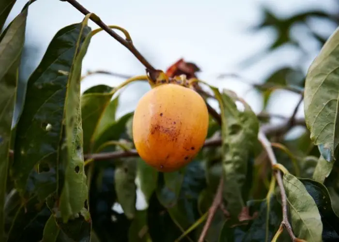  Can you grow a persimmon tree from a branch