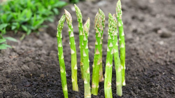 How To Grow Asparagus From Scraps - Step By Step Guide!