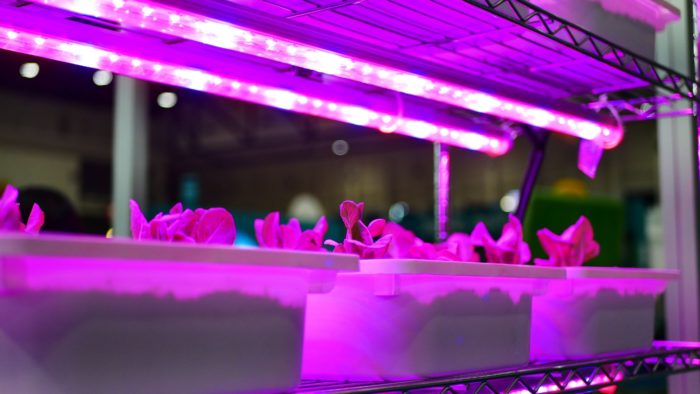 how long to leave grow lights on
