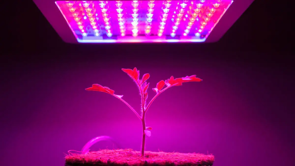 A Guide On How Long To Leave Grow Lights On 3 basic tips