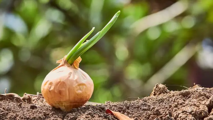 Can you grow onions from an onion?