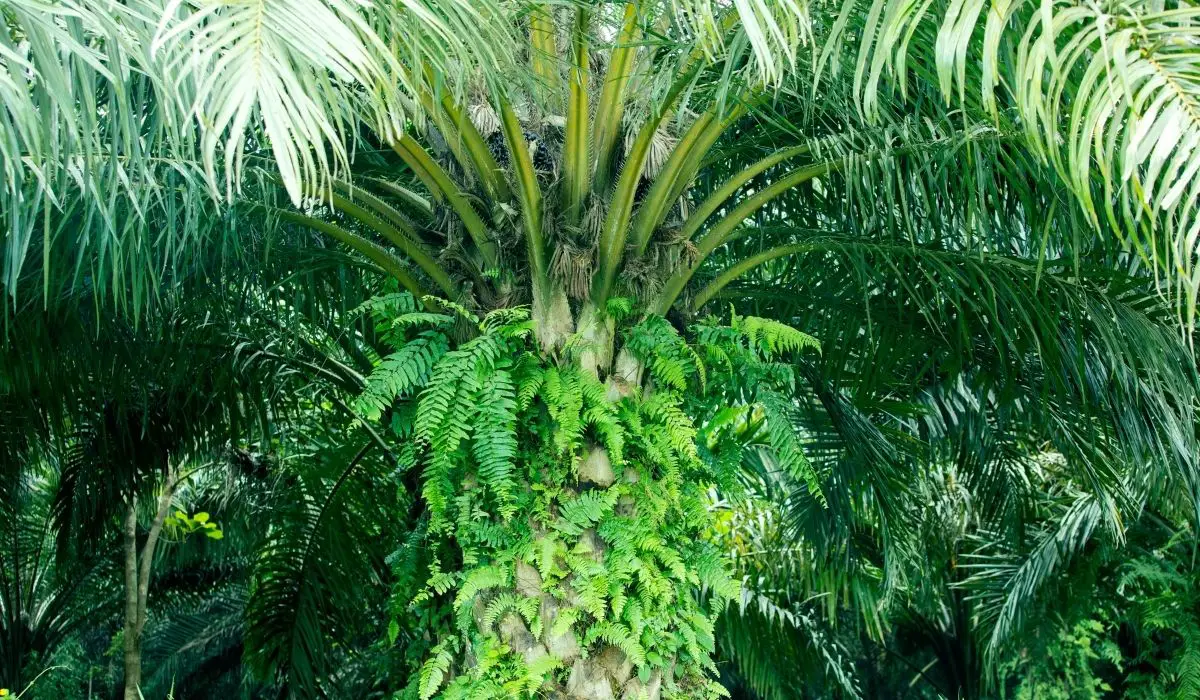 How Long Do Palm Trees Take To Grow