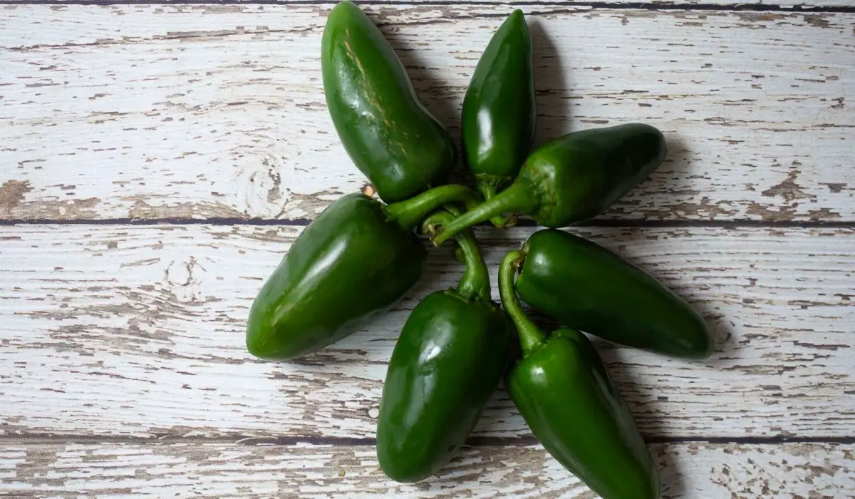 How To Grow Jalapenos In Pots 12 IMPORTANT steps