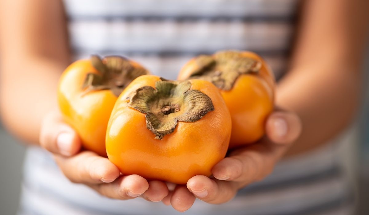 How To Grow Persimmon Tree From Cutting 