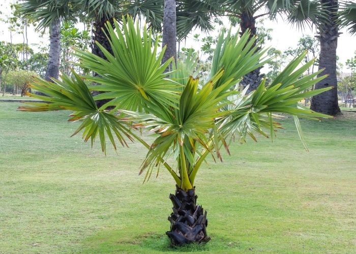  How fast does a palm tree grow in a year