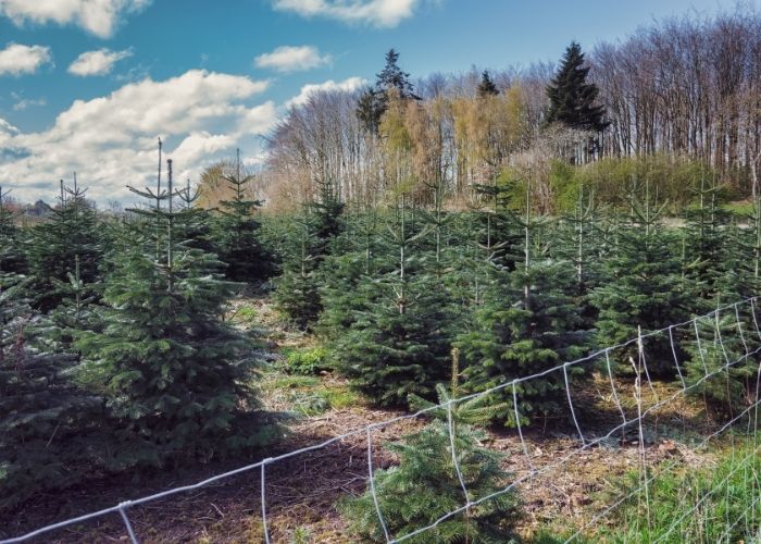  How much do Christmas trees grow each year