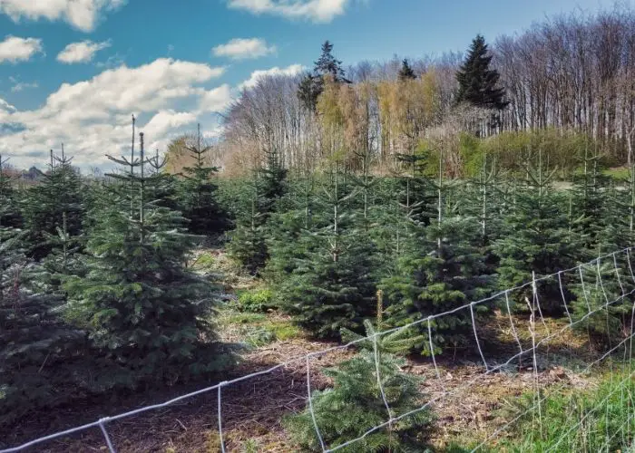 How Long Does It Take A Christmas Tree To Grow 