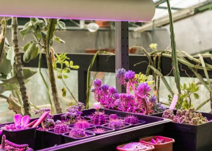  How often should you water plants under grow lights