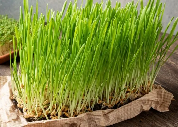  What is the best grass to grow in Arizona