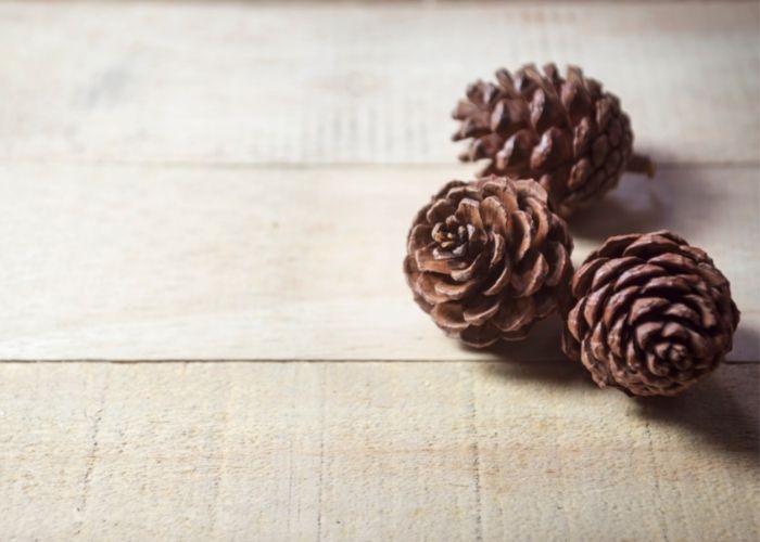  how to grow a pine cone bonsai