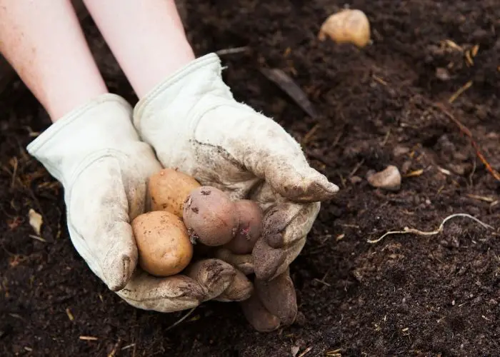  how to grow potatoes in texas