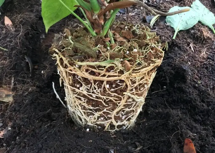  roots growing on top of soil