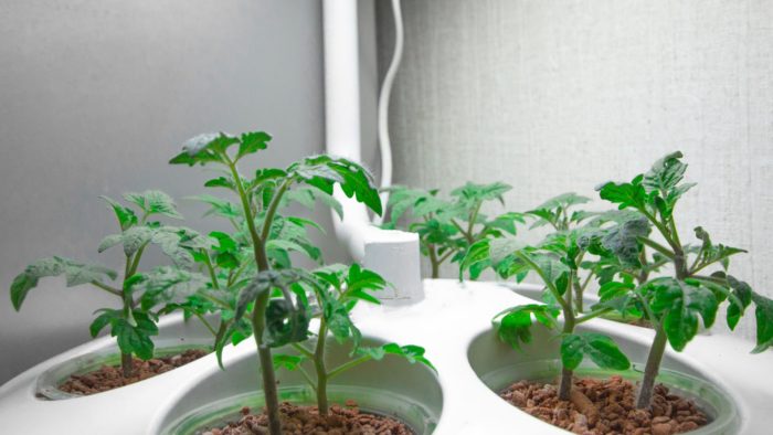 grow room