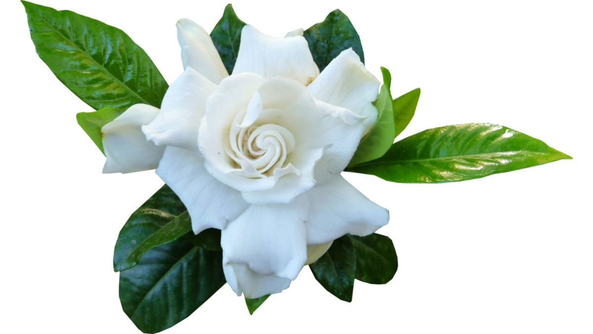 Step By Step Guide On How To Grow Gardenias From Cuttings