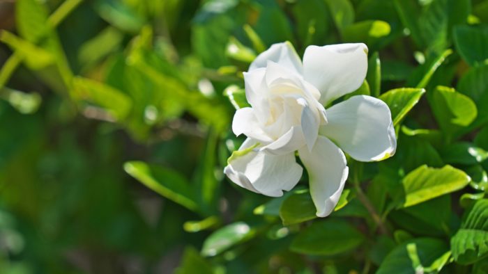 Can I start a gardenia from a cutting?