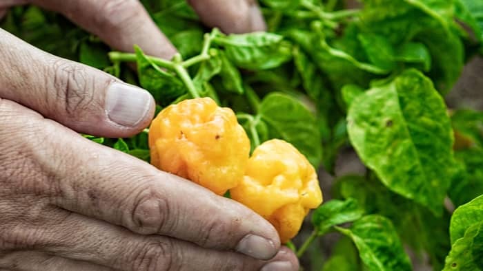 Harvest the peppers