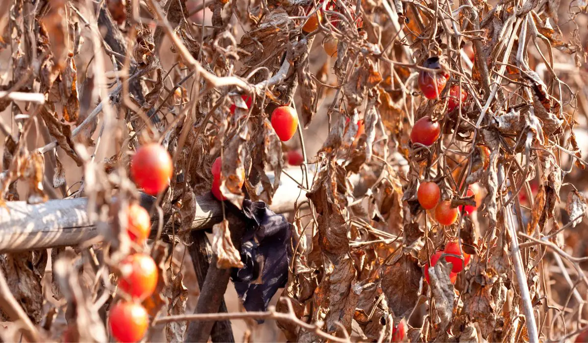 How Long Does It Take For Tomatoes To Grow From Seeds