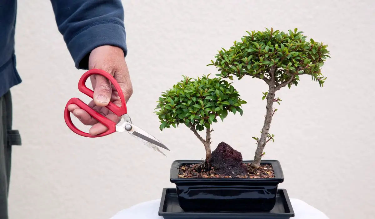 How To Grow a Bonsai Tree From a Cutting in 8 easy steps