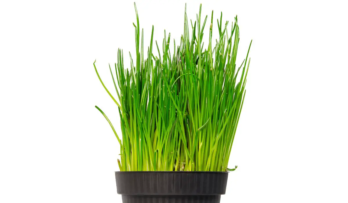How To Grow Chives From Cuttings