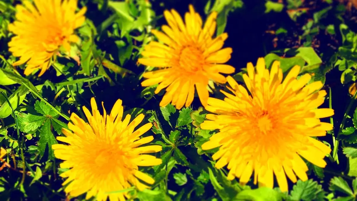 How to Grow Dandelions Indoors 5 absolute easy steps