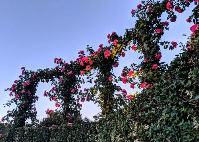  What is the best support for climbing roses