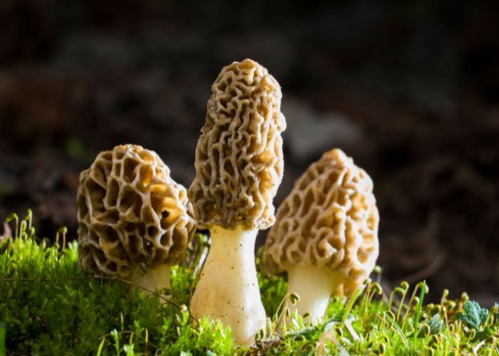  What temperature is best for morels to grow