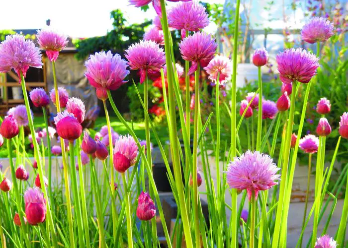  how to grow chives from cuttings in water