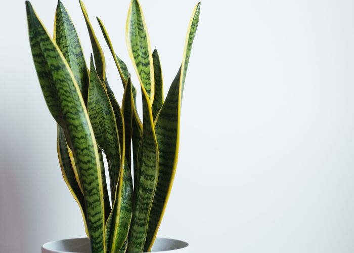  how to make snake plant grow tall