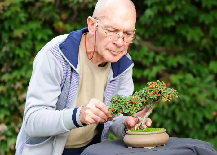  how to start a bonsai tree from cutting