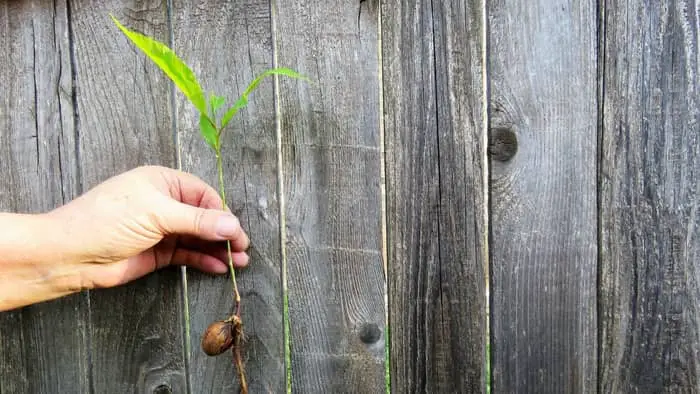 Growing Pecan Tree