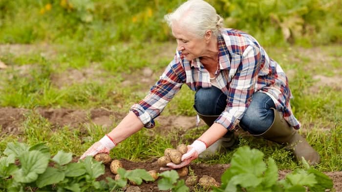 Harvest the potatoes