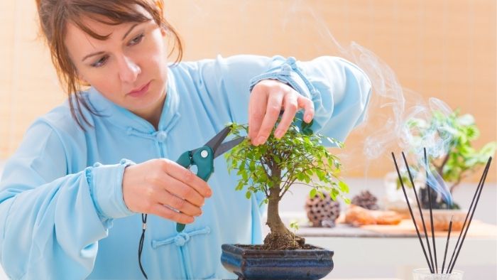 How Long Do Bonsai Tree Take To Grow