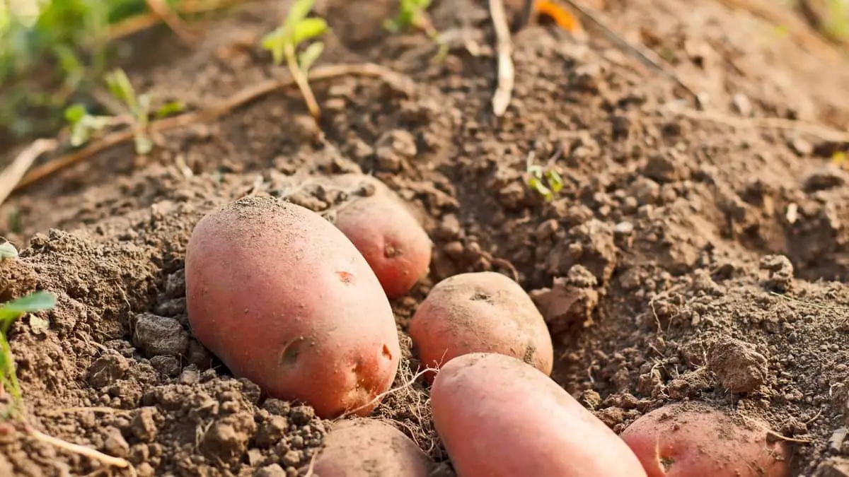 How Long Do Red Potatoes Take To Grow