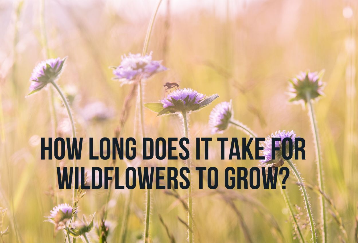 How Long Does It Take For Wildflowers To Grow